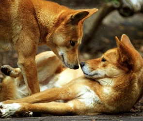 Dwa, Dingo, Pieski