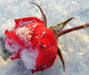 Czerwona,  

, Śnieg, Róża