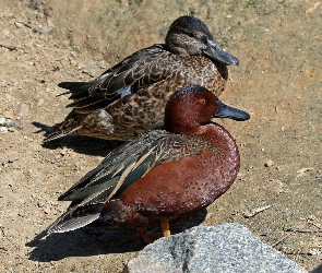 Kaczki, Cynamonki