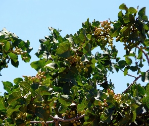 Pistacjowe, Orzechy, Drzewko