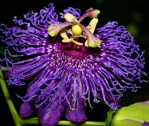 Kwiat, Passiflory