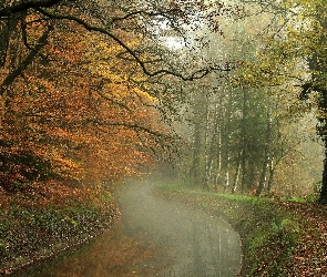 Las, Jesień, Mgła, Liście, Rzeka
