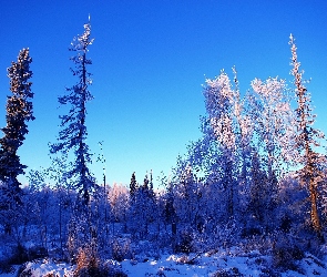 Las, Śnieg