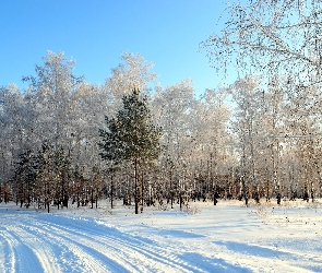 Droga, Śnieg, Las