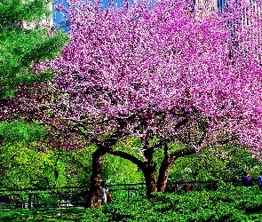 Drzewa, Park, Kwitnące