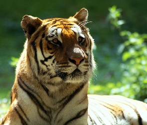 Tygrys, Zapatrzony