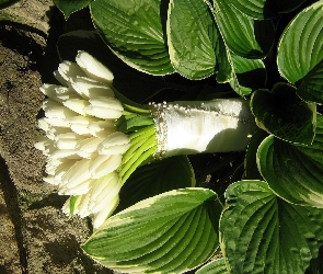 Liście, Tulipany, Bukiet, Białe