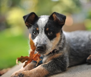 Australian cattle dog