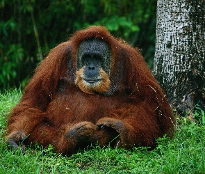 Orangutan, Drzewa, Las