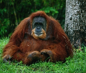Las, Drzewa, Orangutan