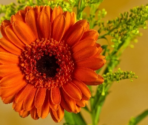 Kwiat, Gerbera, Pomarańczowa