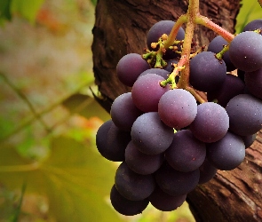 Kiść, Winogron