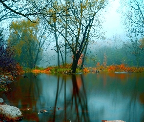 Mgła, Kamienie, Jezioro, Drzewa