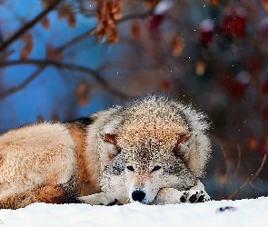 Wilk, Śpiący