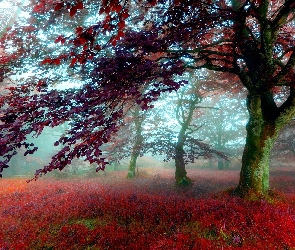 Park, Mgła, Jesień