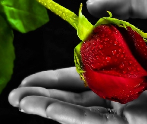 Dłoń, Liście, Róża