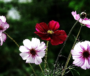 Kolorowe, Kosmea, Kwiaty