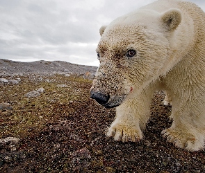 Arktyka, Polarny, Niedźwiedź