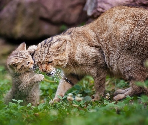 Mama, Żbiki, Młode