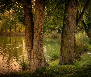 Staw, Jesień, Drzewa, Liście, Kaczki