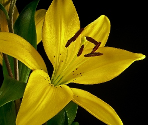 Kwiat, Lilia, Żółta