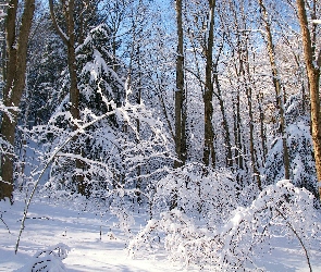 Zima, Drzewa, Las, Ośnieżone