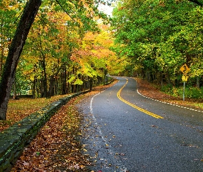 Droga, Jesień, Drzewa, Liście, Las