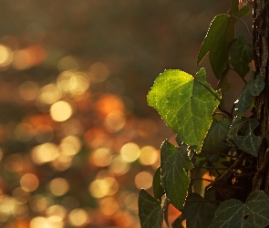 Drzewo, Bokeh, Bluszcz