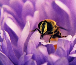 Fioletowy, Pszczoła, Kwiat