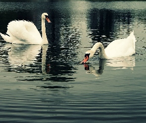 Jezioro, Łabędzie