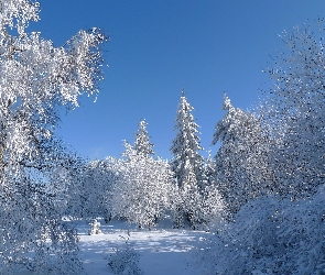 Drzewa, Oszronione, Zima, Śnieg