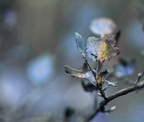 Liście, Jesienne