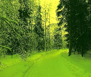 Droga, Śnieg, Las