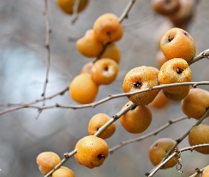 Żółte, Owoce, Pigwa