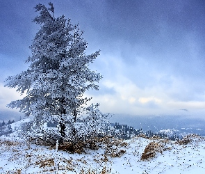 Góry, Zima, Drzewa