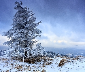 Drzewa, Zima, Góry