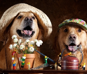 Psy, Kwiaty, Czapki, Golden retrievery, Dwa