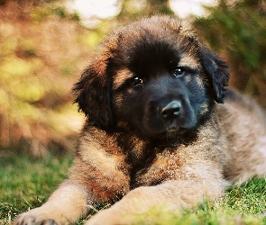 Pies, Leonberger, Brązowy