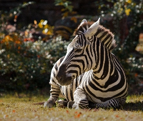 Zebra, Odpoczywająca