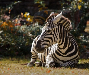 Odpoczywająca, Zebra