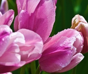 Różowe, Rosy, Krople, Tulipany