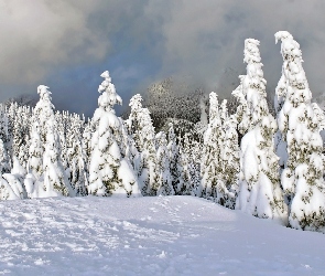 Las, Śnieg, Góry