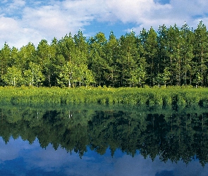 Świt, Odbicie, Las, Rzeka, Obłoki