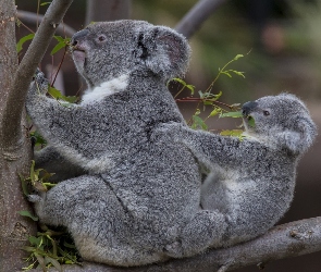 Misie, Rodzinka, Koala
