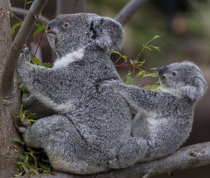 Koala, Rodzinka, Misie