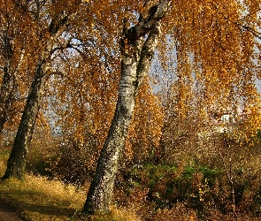Brzozy, Przy Drodze, Jesień