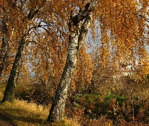 Jesień, Przy Drodze, Brzozy