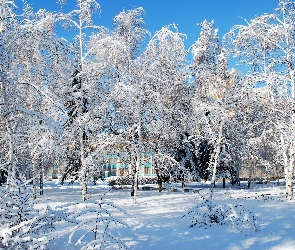 Park, Zima, Ławki, Alejki