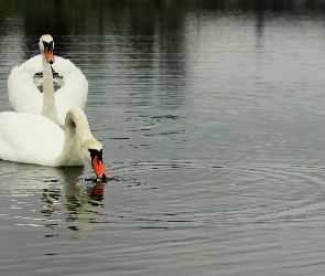 Jezioro, Łabędzie