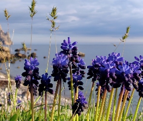 Suche, Brzeg, Jezioro, Trawy, Szafirek